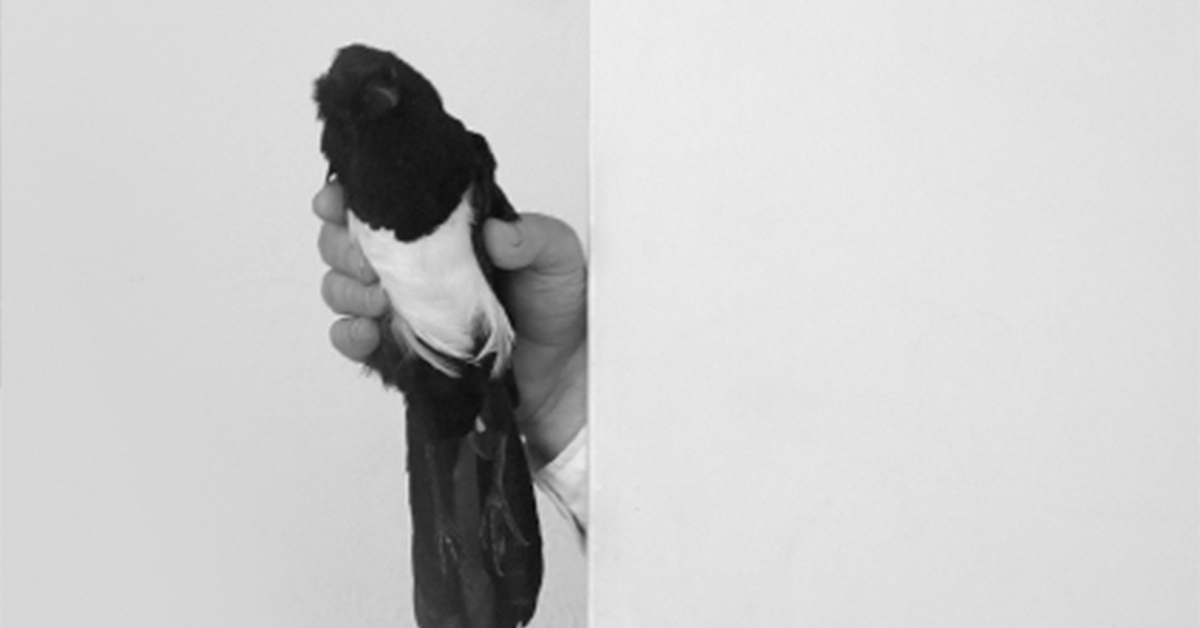 A dead magpie peeked around the bedroom door and said ‘Hello’